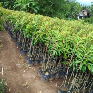 Original Agarwood Live Plant | live assam grown agarwood plant | Rare Fragrant Tree - Pack of 1